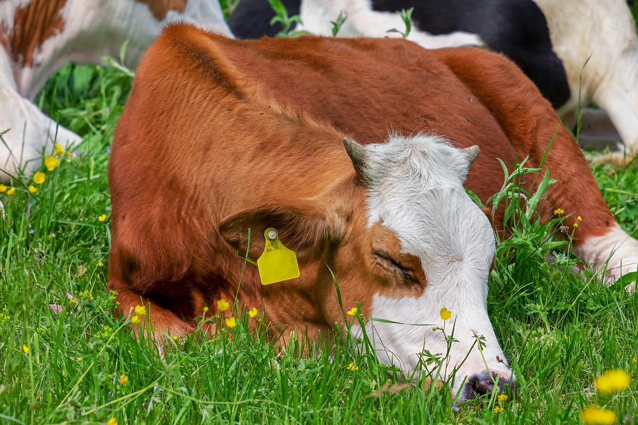 National Dairy Month