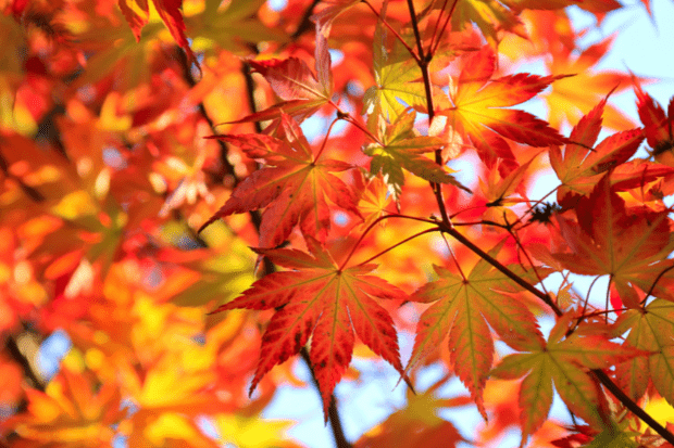 fall colors